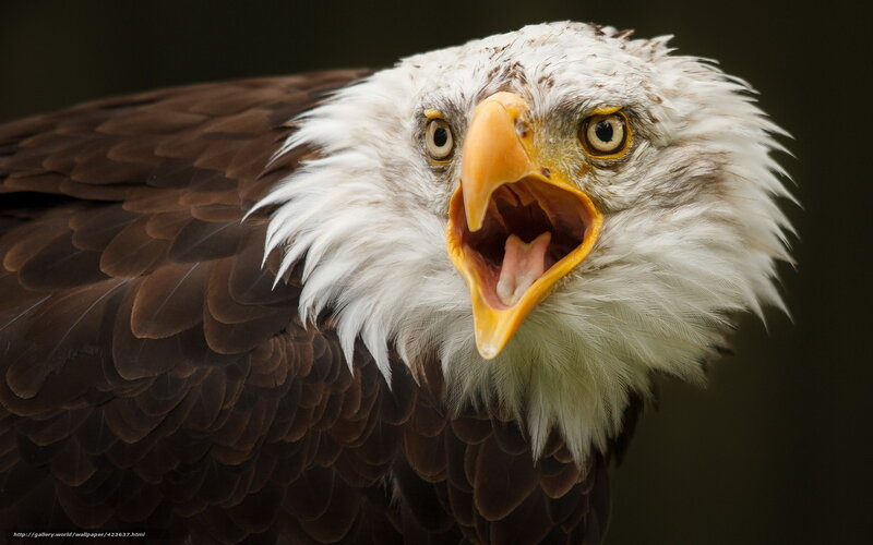 Bald Eagle with Open Beak — Brown, Intense, Photograph, Eyes, Feathers