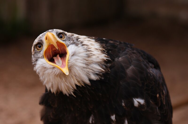 Bald Eagle with Open Beak — Brown, Intense, Photograph