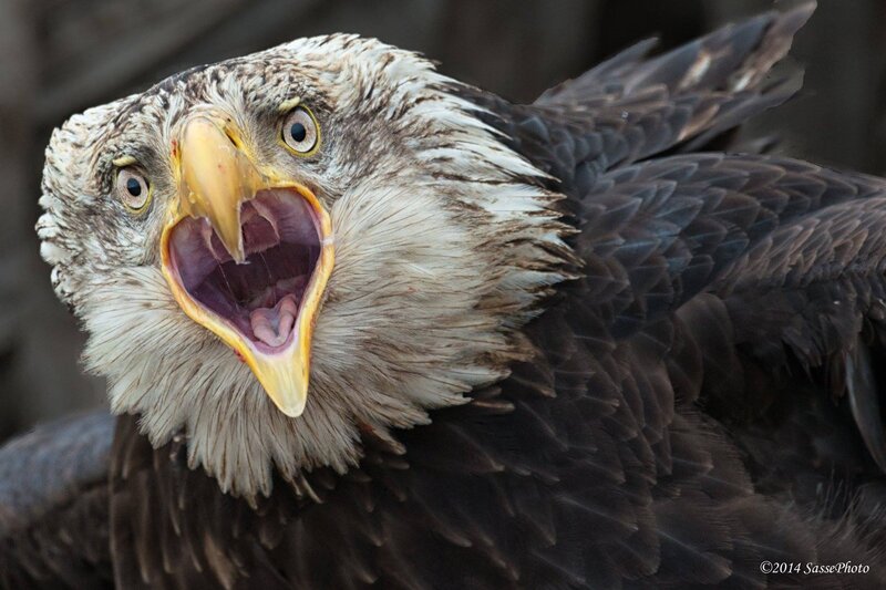Bald Eagle with Open Beak — Brown, Intense