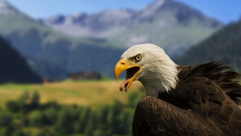 Bald Eagle with Open Beak — Brown, Natural, Afternoon, Photograph