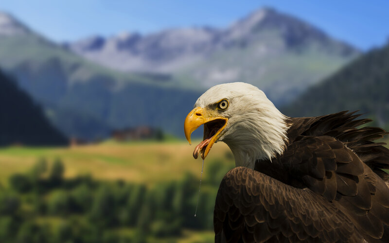 Bald Eagle with Open Beak — Brown, Natural