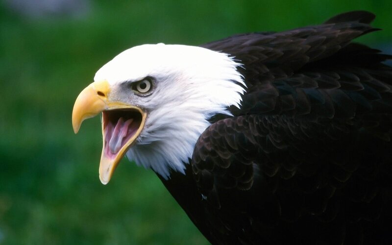 Bald Eagle with Open Beak — Eye