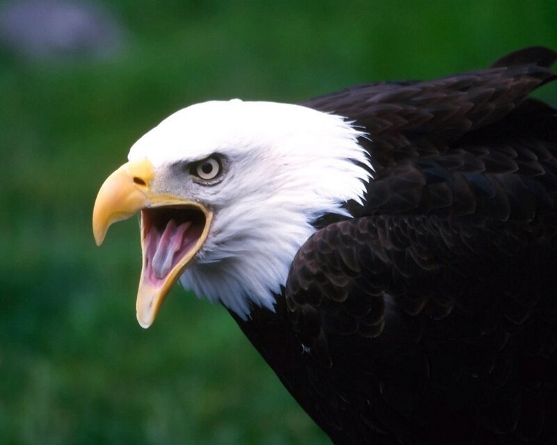 Bald Eagle with Open Beak — Photograph