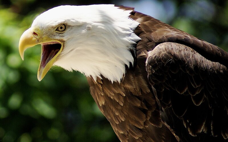 Bald Eagle with Open Beak — White, Intense, Afternoon, Photograph