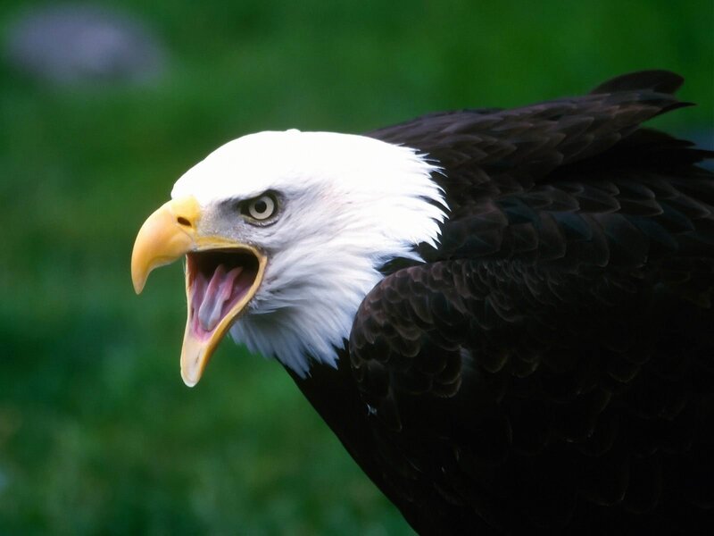 Bald Eagle with Open Beak — White, Intense, Photograph, Eye, Feathers