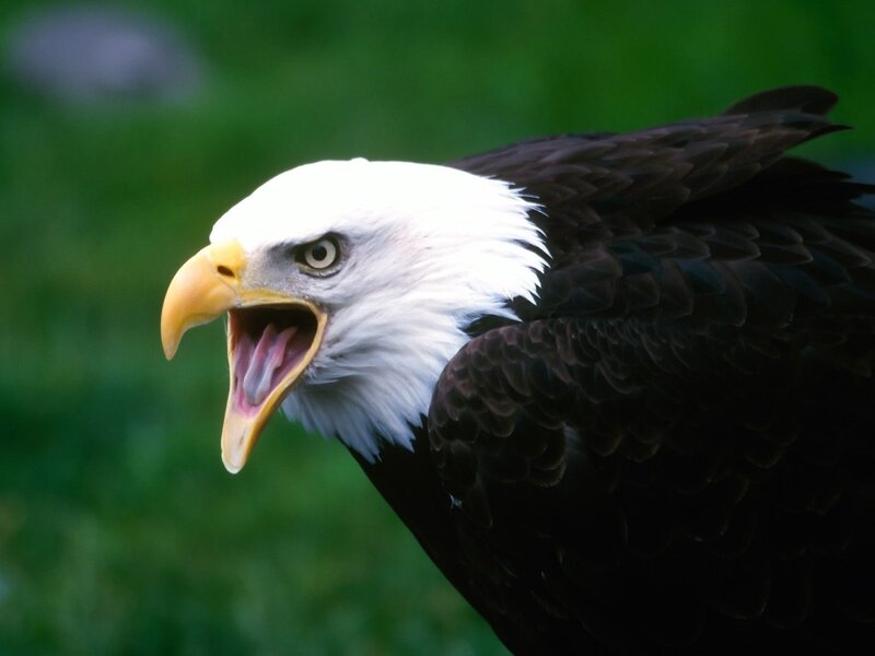 Bald Eagle with Open Beak — White, Intense, Photograph, Eye