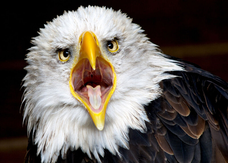 Bald Eagle with Open Beak — White, Intense, Photograph
