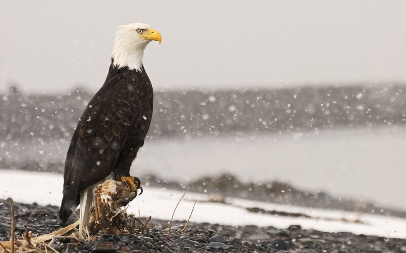 Bald Eagle with Prey