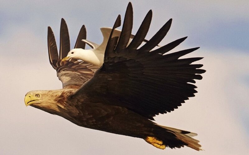 Bald Eagle with Seagull