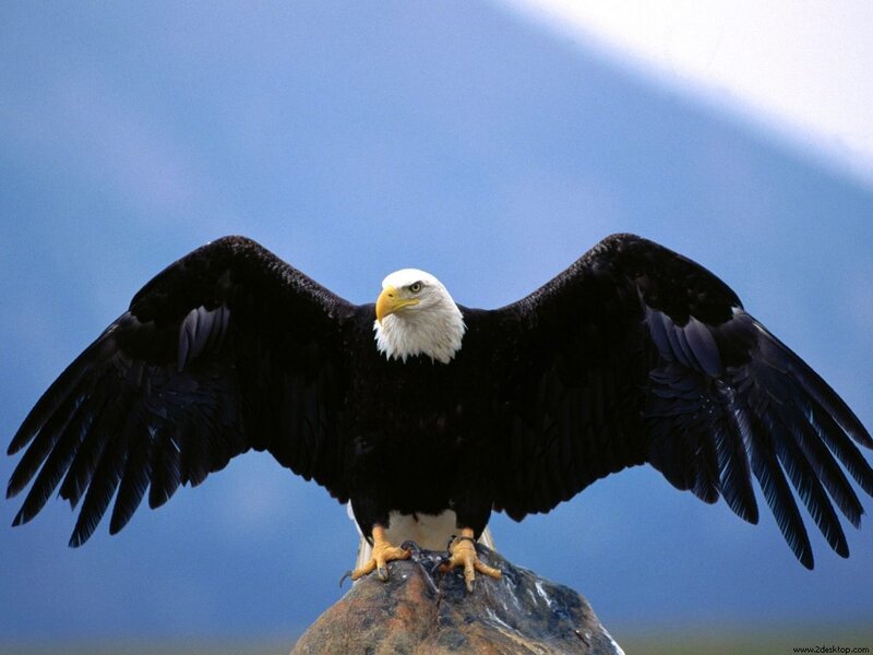 Bald eagle with spread wings