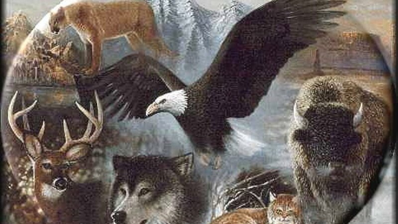 Bald Eagle with Wildlife