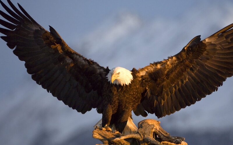 Bald eagle with wings spread