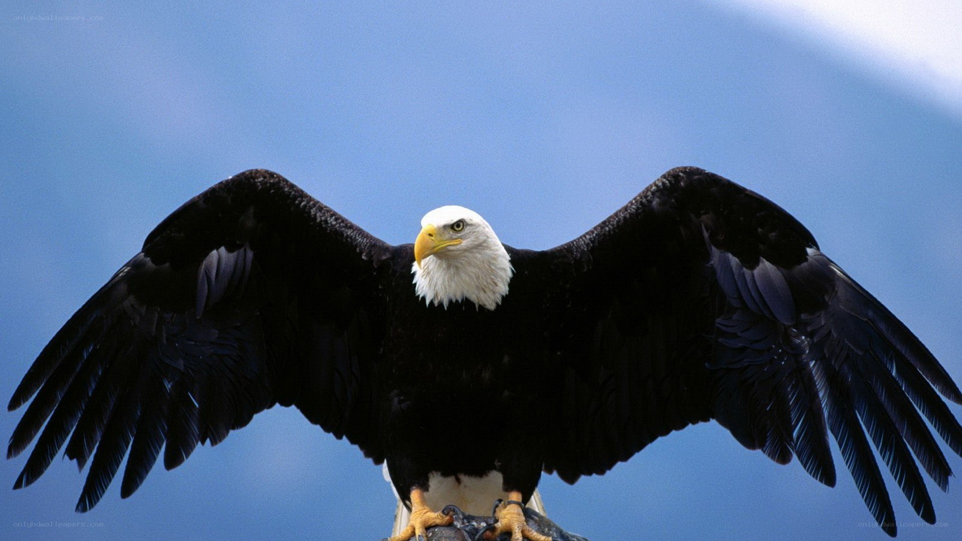 Bald eagle with wings spread