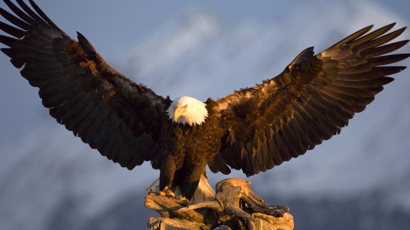 Bald eagle with wings spread