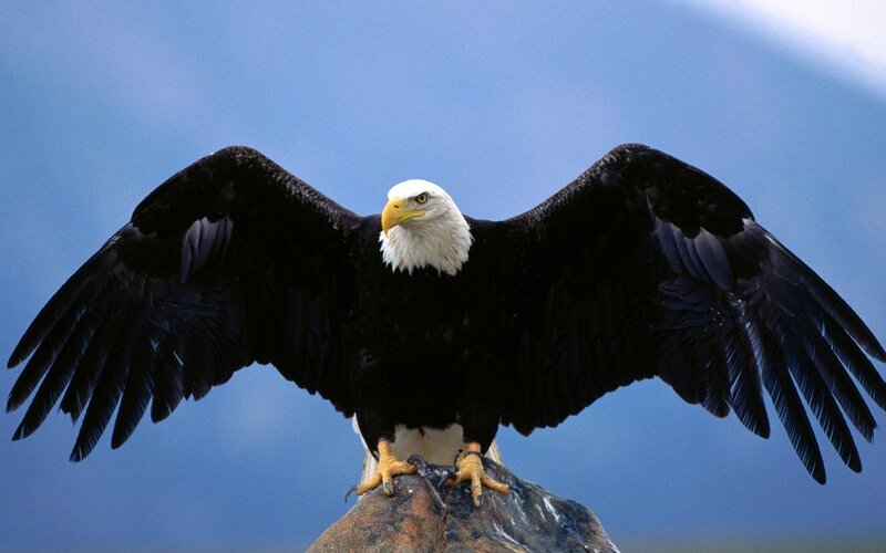Bald eagle with wings spread
