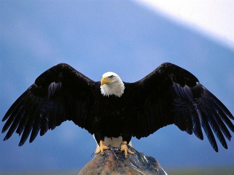 Bald Eagle with Wings Spread — Blue, Dramatic, Photograph, Rock, Sky