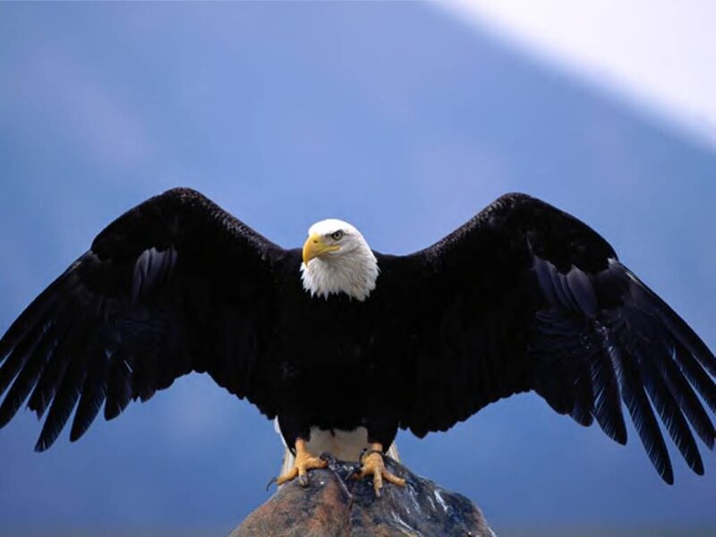 Bald Eagle with Wings Spread — Blue, Dramatic