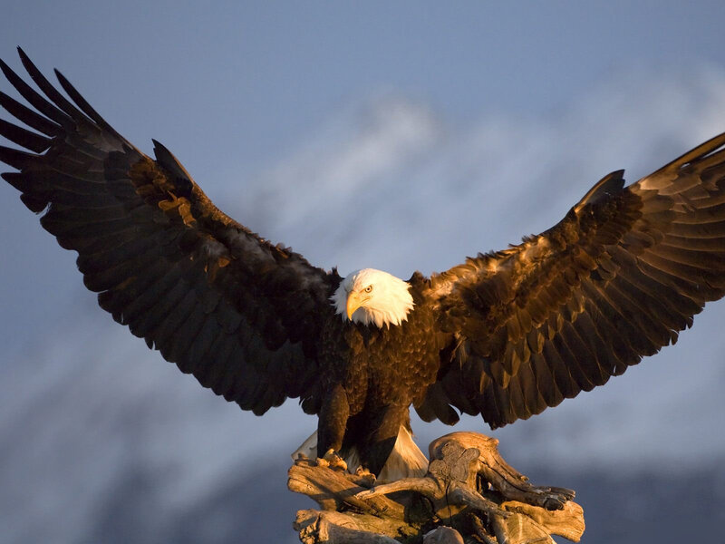 Bald Eagle with Wings Spread — Brown, Dramatic, Sunset, Photograph, Sky, Driftwood