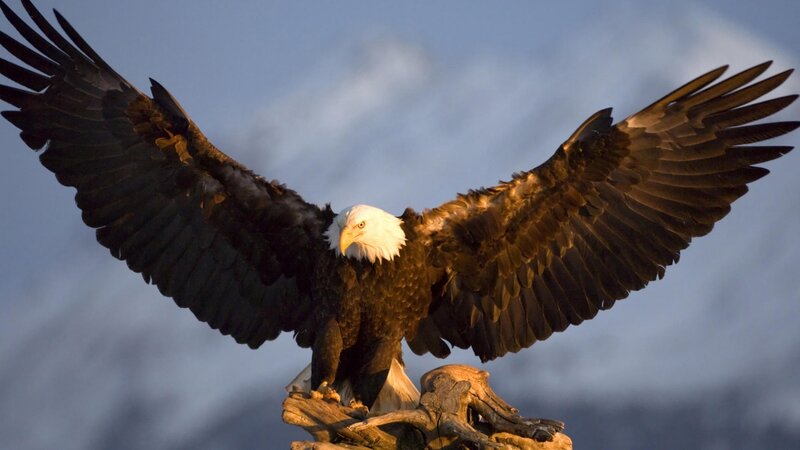 Bald Eagle with Wings Spread — Brown, Dramatic, Sunset, Photograph, Sky