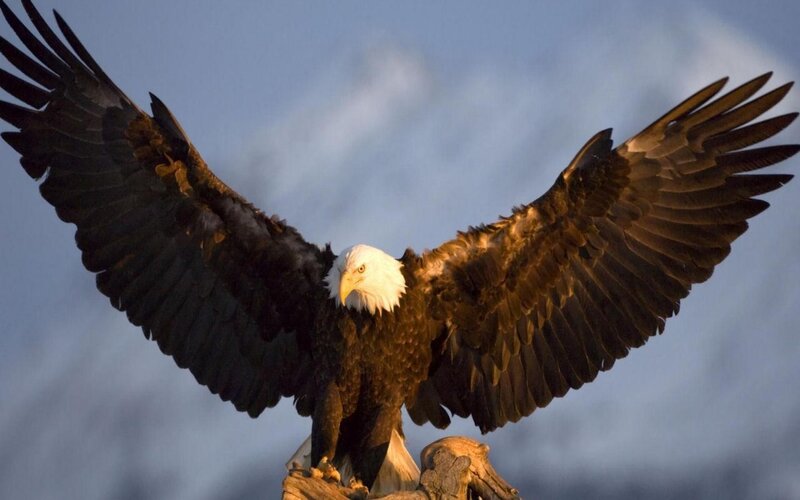 Bald Eagle with Wings Spread — Brown, Dramatic, Sunset, Photograph, Sky, Tree Branch