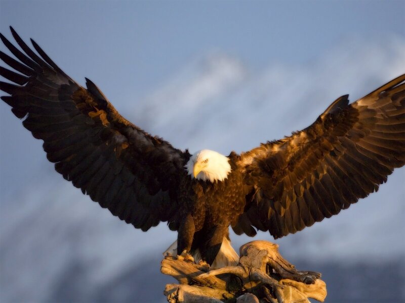 Bald Eagle with Wings Spread — Brown, Dramatic, Sunset, Photograph, Tree Branch, Sky