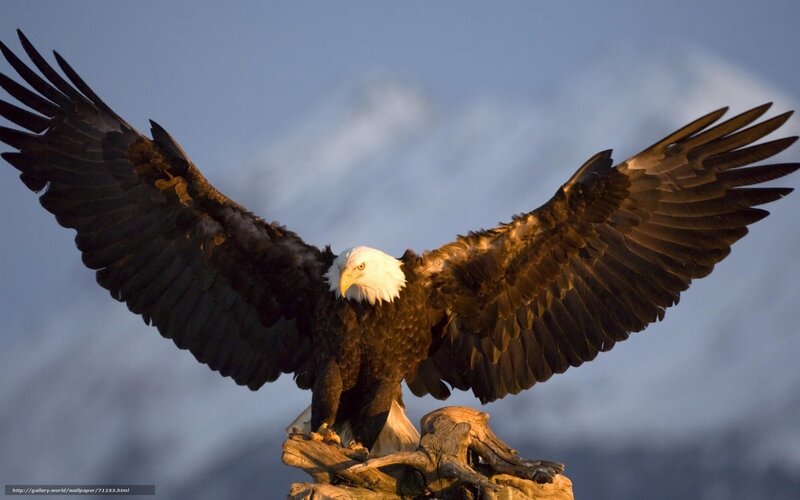 Bald Eagle with Wings Spread — Brown, Dramatic