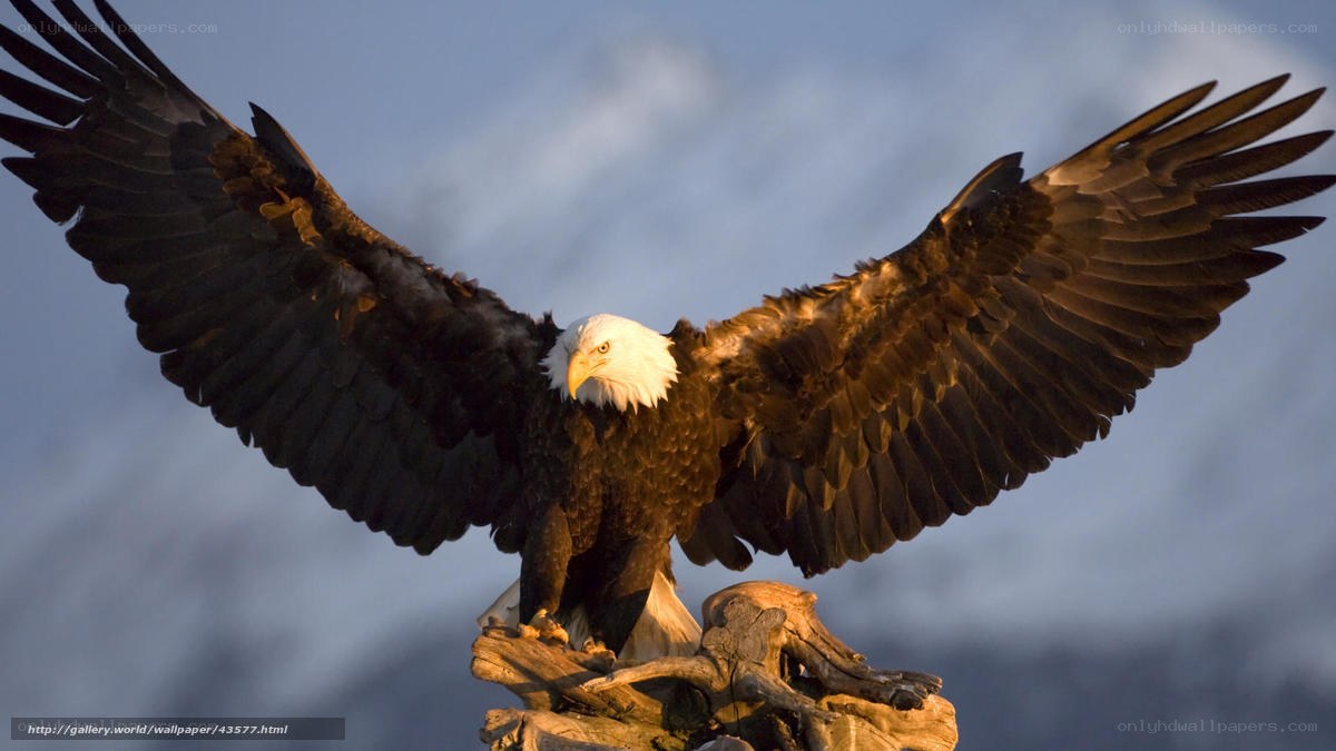 Bald eagle with wings spread