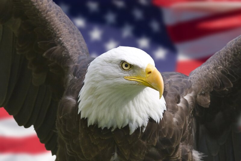 Bald Eagle with Wings — White