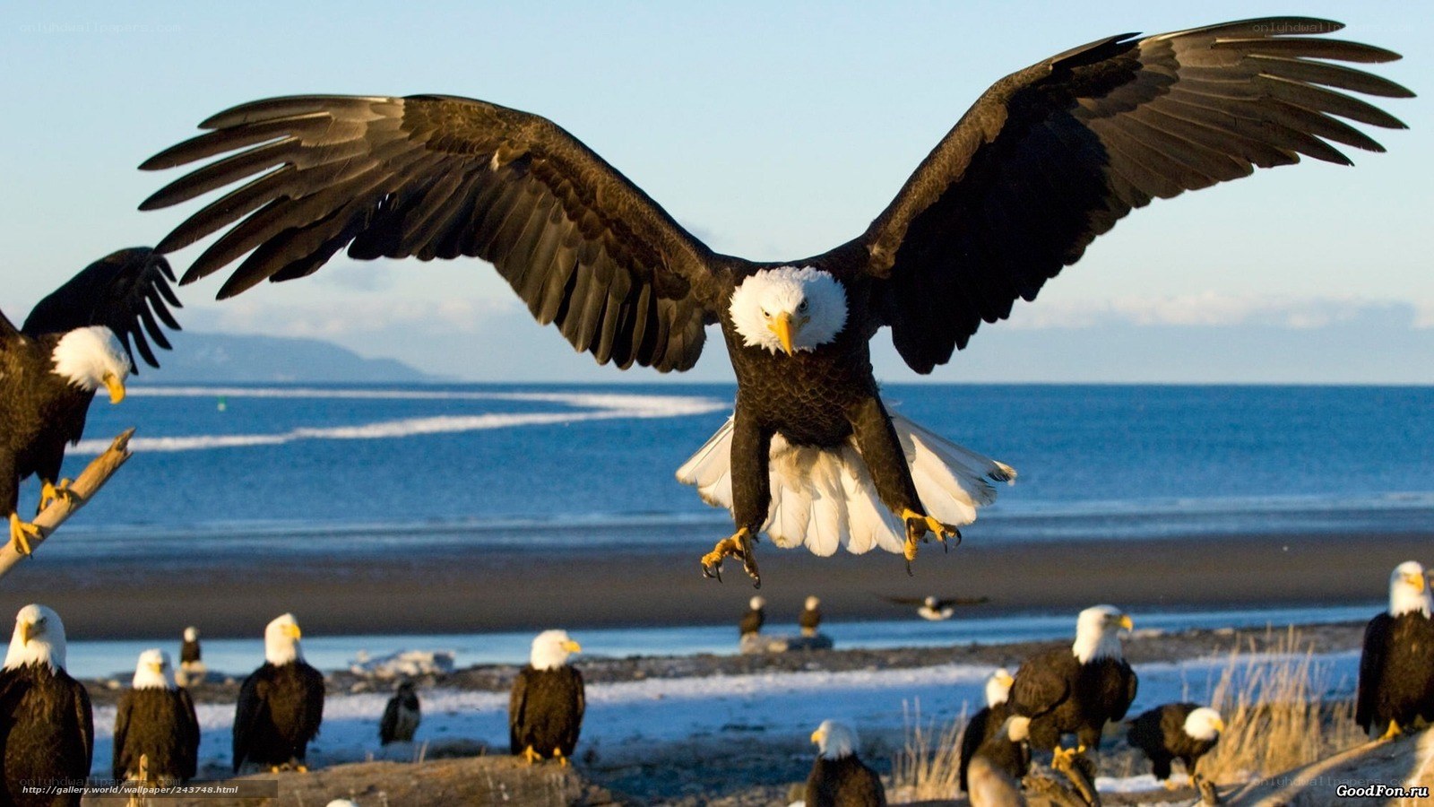 Bald eagles at the coast