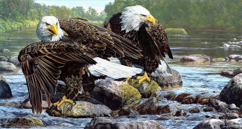 Bald eagles by a river