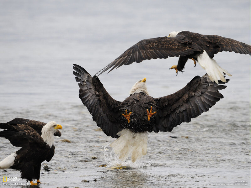 Bald Eagles Fighting — Brown, Dramatic
