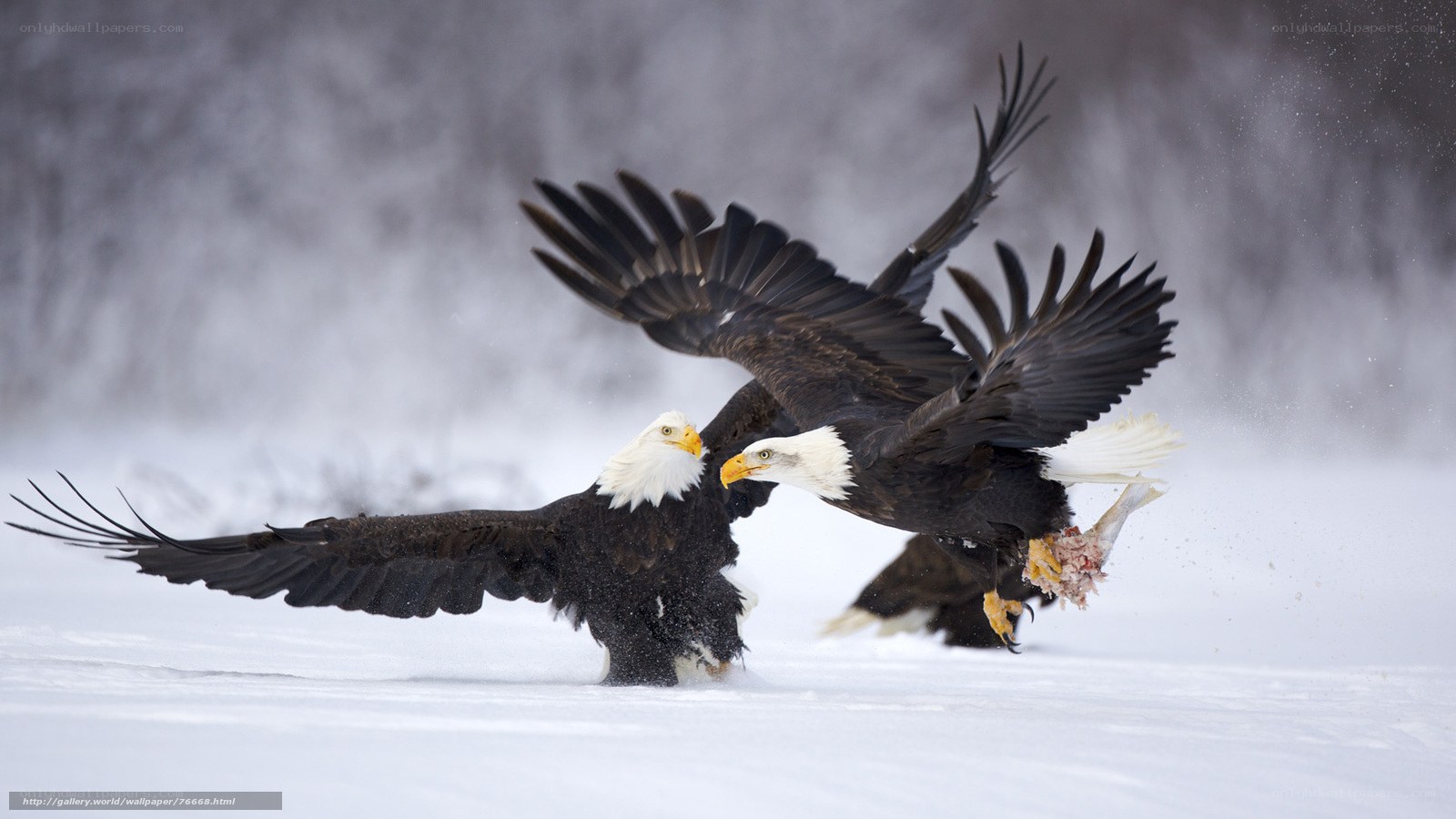 Bald eagles fighting in snow