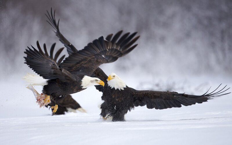 Bald eagles fighting over prey