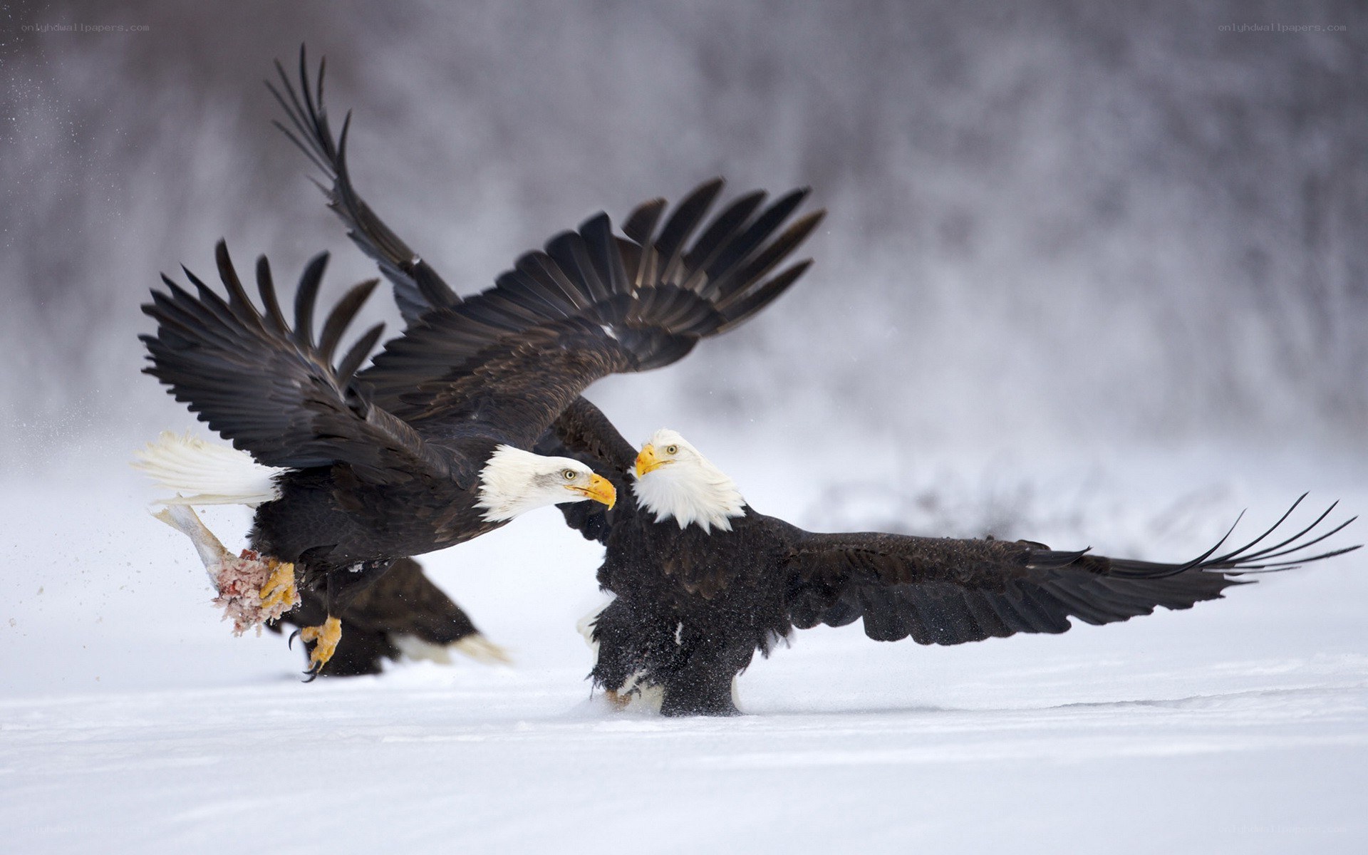 Bald eagles fighting over prey