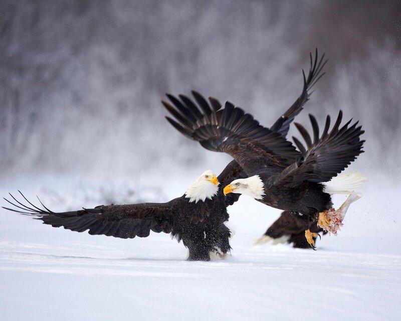 Bald Eagles Fighting — White