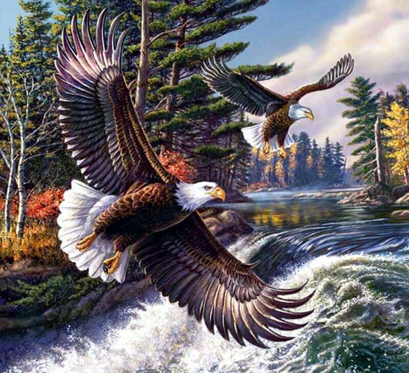 Bald Eagles Flying — Brown, Dramatic, Autumn