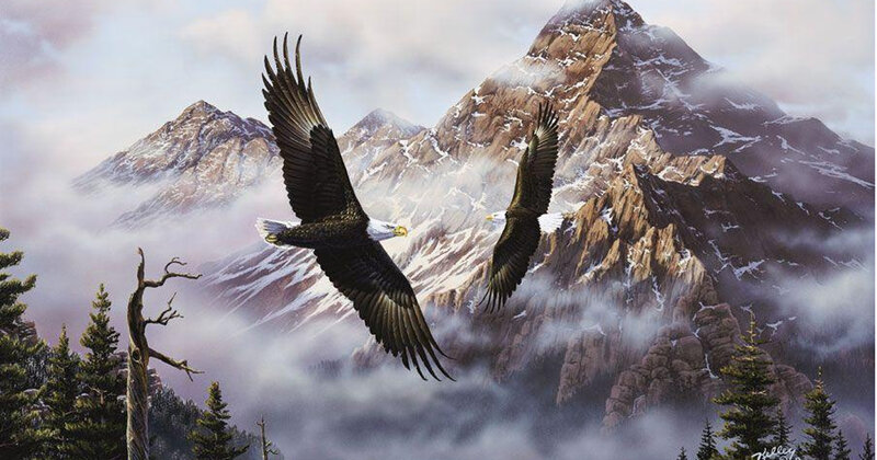 Bald Eagles Flying — Brown