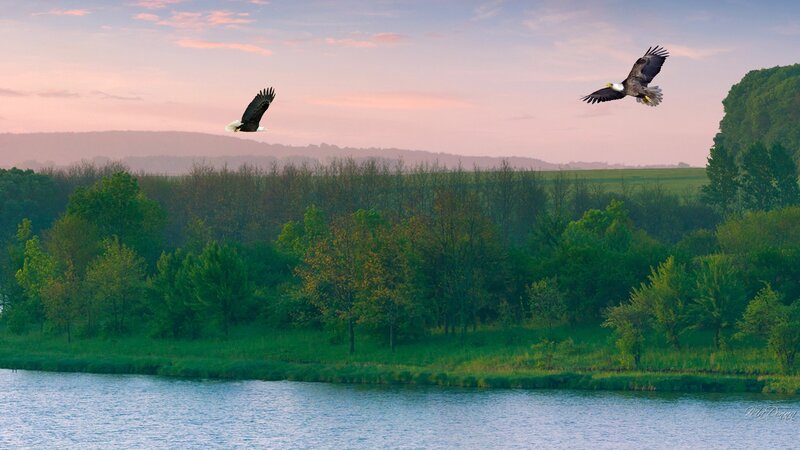 Bald Eagles Flying — Green, Serene