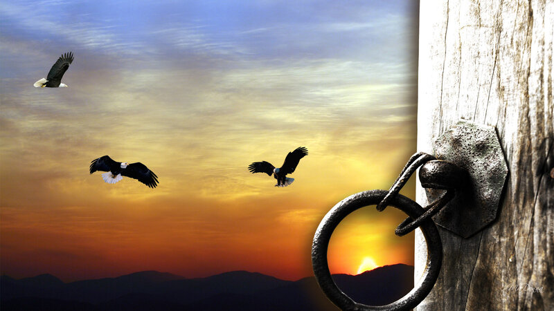Bald Eagles Flying — Orange, Dramatic