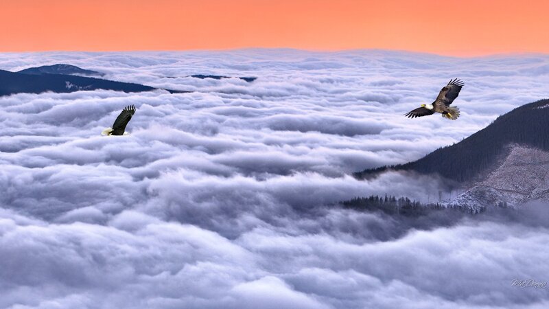 Bald Eagles Flying — Orange, Serene, Sunrise, Photograph