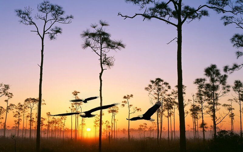 Bald Eagles Flying — Orange, Serene, Sunrise