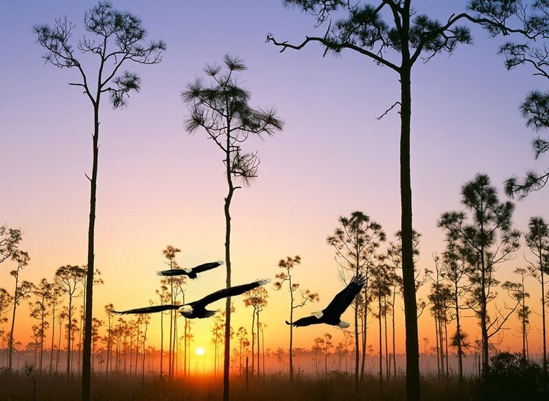 Bald Eagles Flying — Orange, Serene