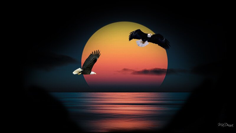 Bald Eagles Flying — Orange
