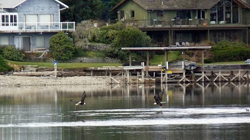 Bald eagles flying over a lake