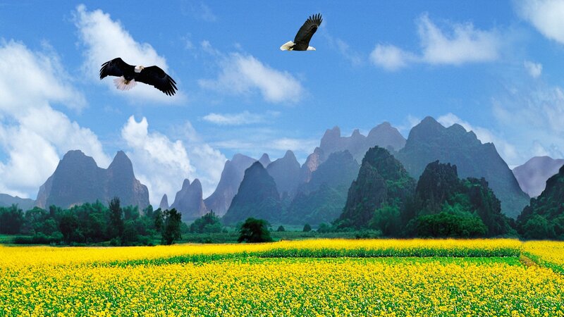 Bald Eagles Flying