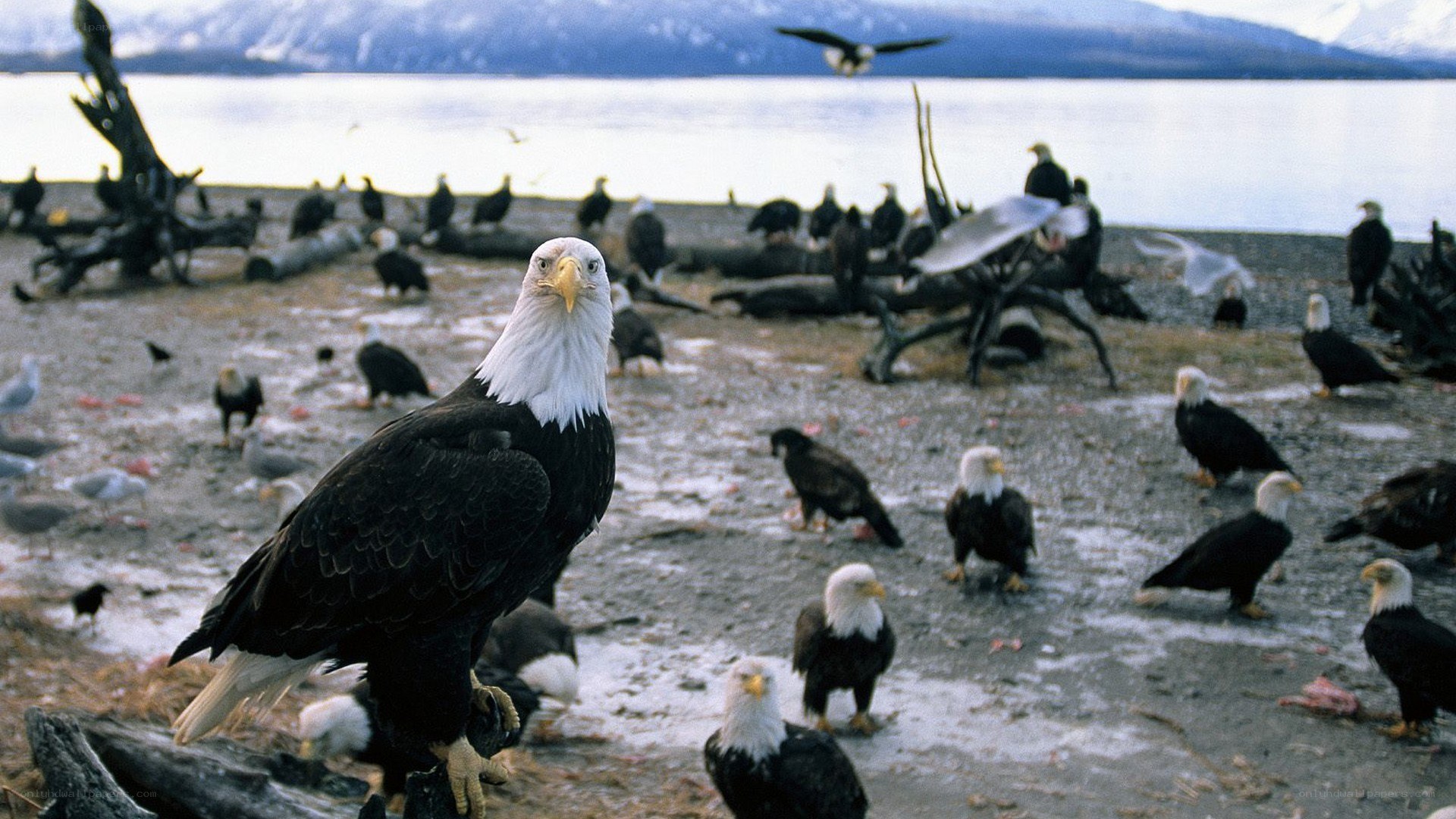 Bald eagles gather by the water