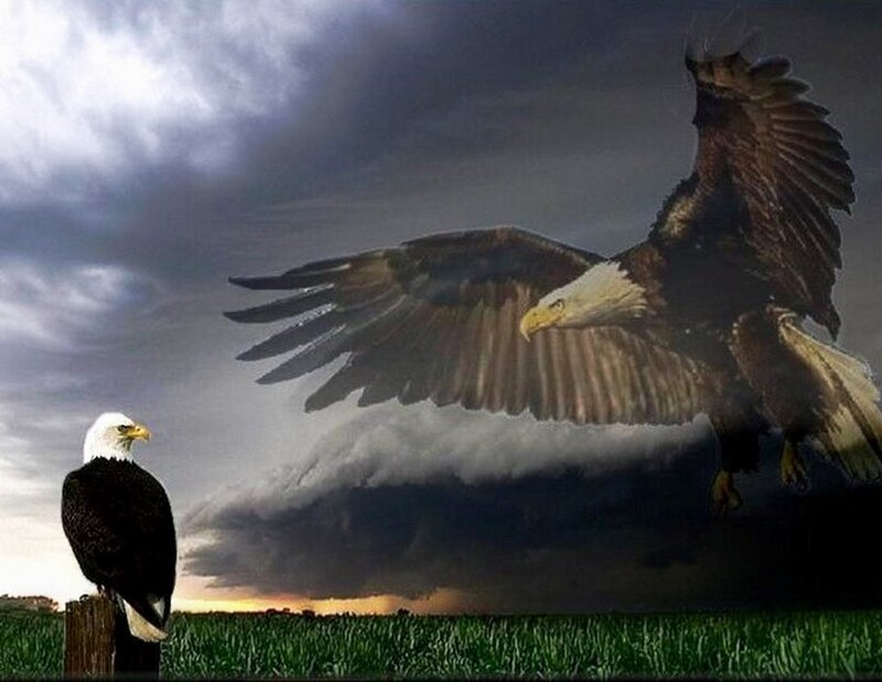 Bald Eagles in Field