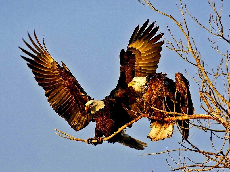 Bald eagles in flight