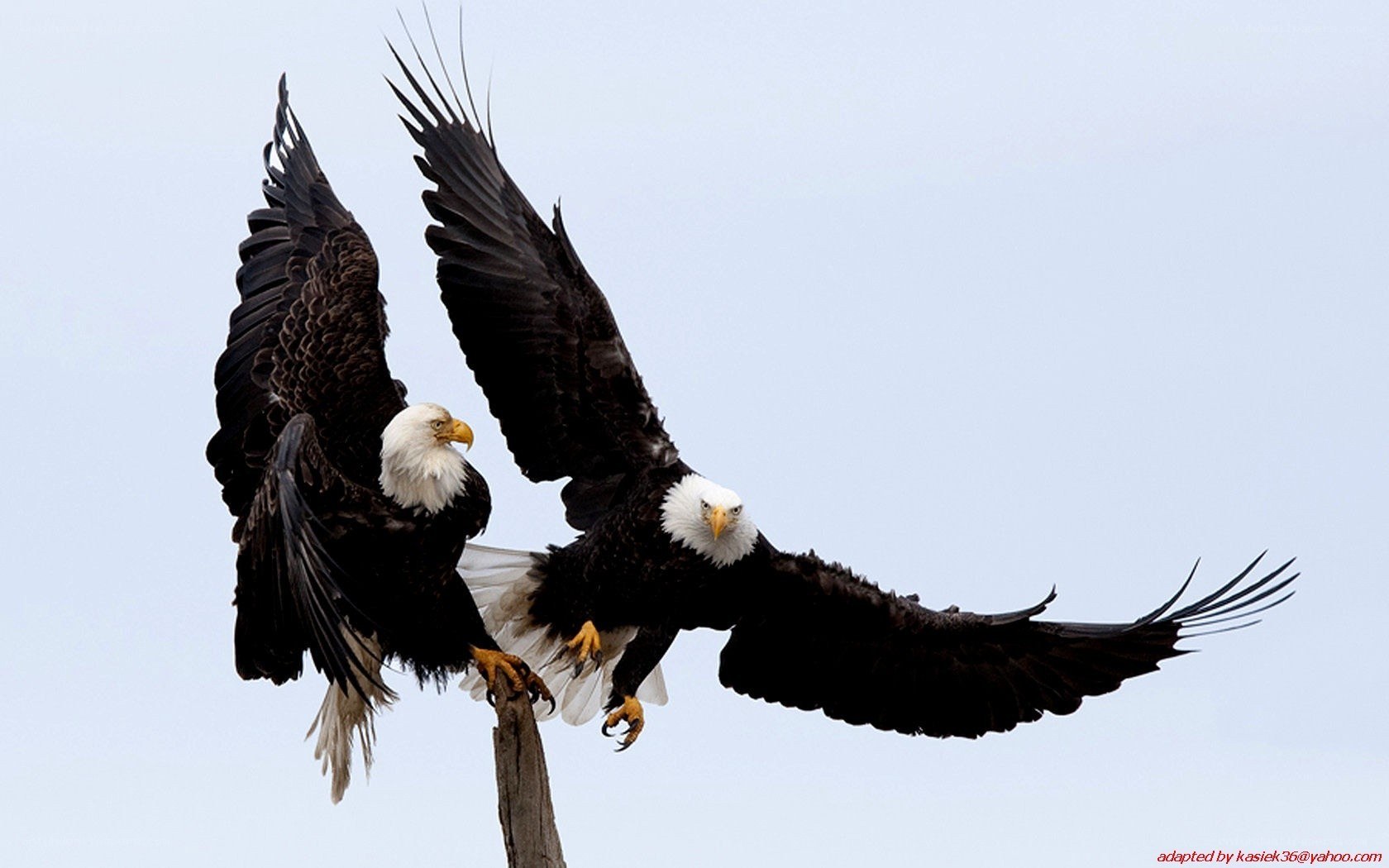 Bald eagles in flight