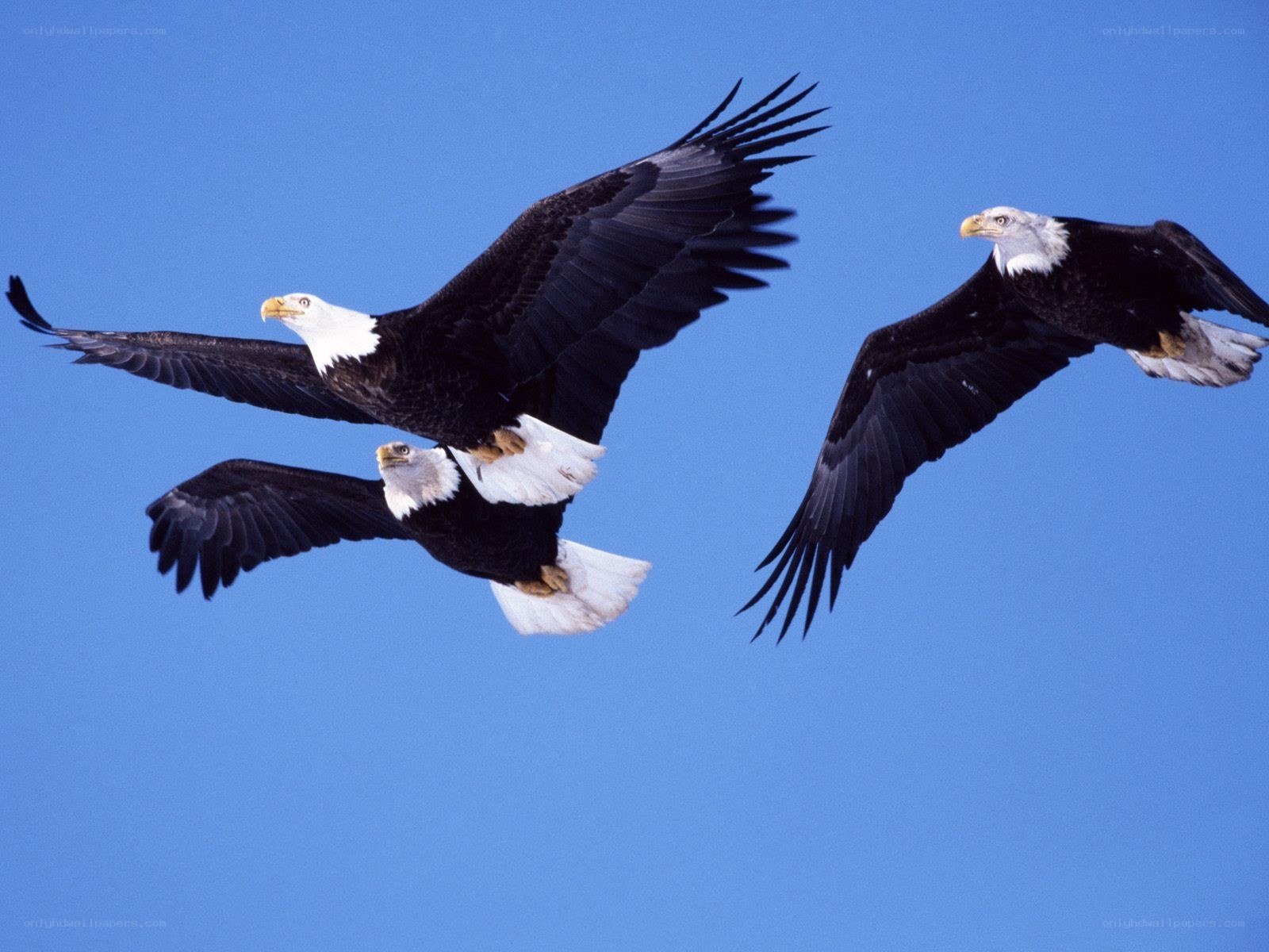 Bald eagles in flight